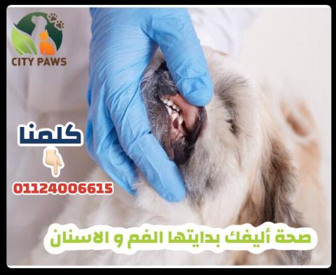 Pets Tooth management